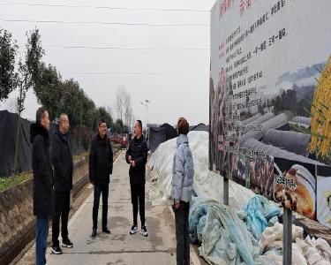 市农业农村局调研组到我县指导羊肚菌基地建设工作