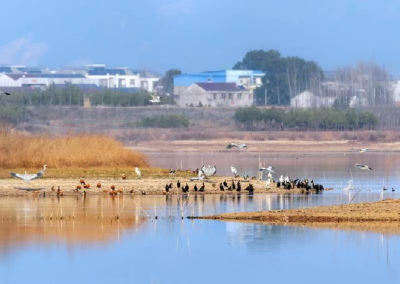 【热点关注】红安：金沙湖湿地公园迎来大批越冬候鸟