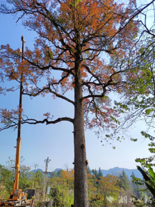 【热点关注】来凤县林业局：呵护百年古树 为古树越冬“送温暖”