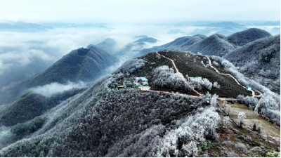 湖北南漳：雾凇挂满枝 山间美如画
