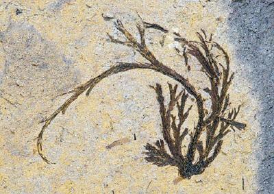 【热点关注】十堰发现3亿多年前古植物化石群 属湖北省首次发现