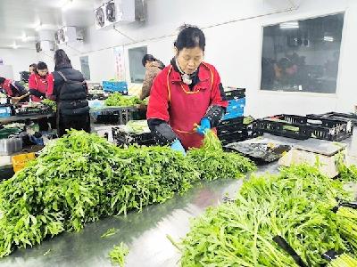 【热点关注】转运速度加快 采收数量增大 江城蔬菜价格相比节前便宜不少
