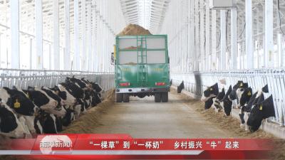 南漳新闻丨“一棵草”到“一杯奶” 乡村振兴“牛”起来