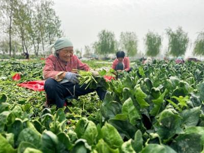 山东鄄城：蔬菜种植助增收
