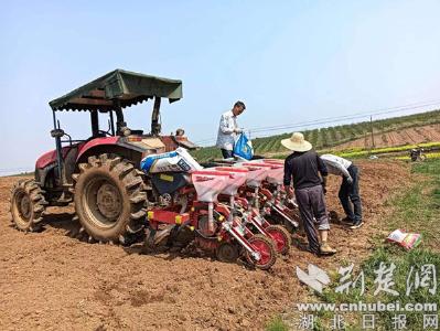 【热点关注】京山市石龙镇全力推广1000亩大豆玉米带状复合种植