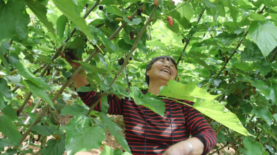 湖北南漳：桑葚成熟啦