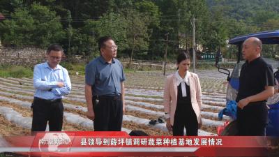 南漳新闻丨县领导到薛坪镇调研蔬菜种植基地发展情况