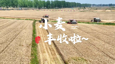 湖北南漳：麦浪翻滚抢收忙