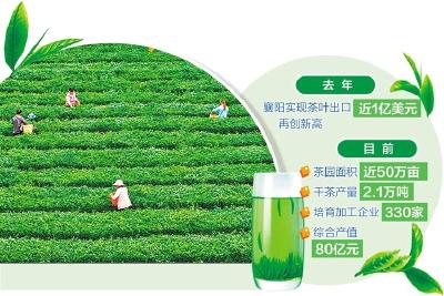湖北襄阳——万亩茶园富百姓