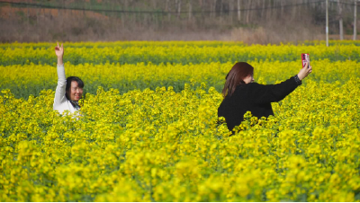 城关镇大堰冲村：油菜花开满地金  