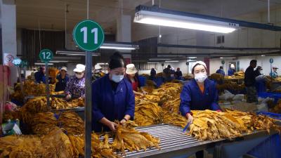 金叶飘香收购忙 烟农增收有保障  