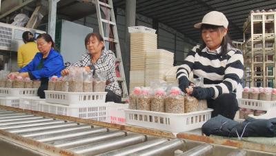 长坪镇80万包羊肚菌菌种订单赶制忙  