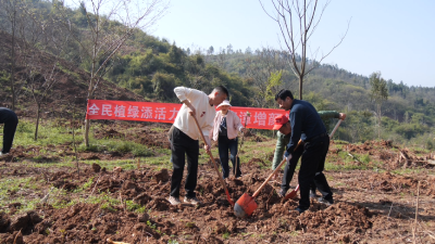 凤凰山林场植树忙　“绿满南漳”再提升  