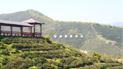 茶园采茶忙　春茶香正浓