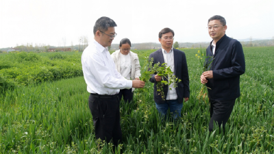 国家小麦产业技术体系岗位科学家汤永禄到我县开展技术指导