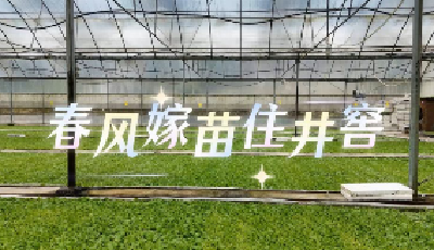 南漳县烟草专卖局：春风“嫁”苗住井窖 