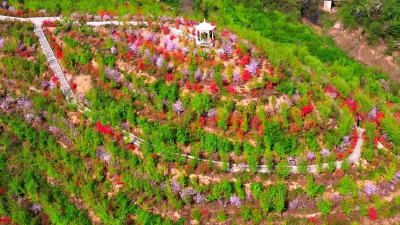 ​荆山杜鹃园：一隅母婴室 漫山杜鹃香
