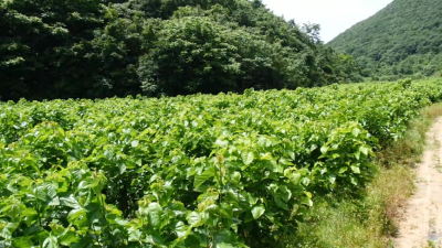 重振传统桑蚕业　织就乡村增收网  