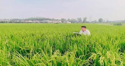 南漳:田间忙巡查 农技护粮安 
