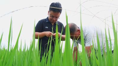 “农技+飞防”助力39万亩水稻“虫口夺粮”  