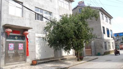 城关镇文笔峰村：枣树倒伏压电线　快速清理除隐患  