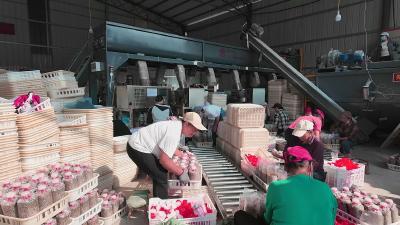 绿缘食用菌合作社：160万包羊肚菌菌种热销省内外  