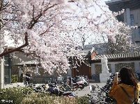 北京大学校园内樱花盛开 吸引同学驻足拍照 
