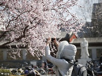 北京大学校园内樱花盛开 吸引同学驻足拍照 