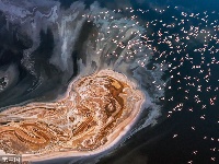 火烈鸟飞掠盐湖汇成粉红海洋 令人惊叹