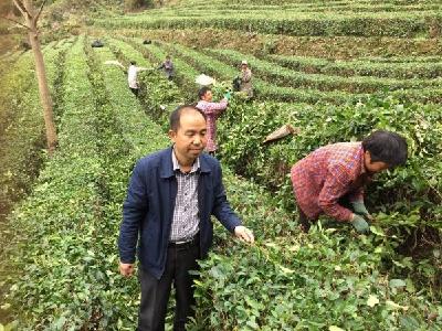 【扶贫三十佳】陈然：茶业扶贫工厂 帮乡邻捧上“金饭碗”