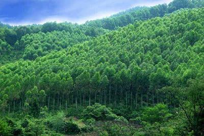 实施林业增绿增效 谷城林业局组织法律法规宣传