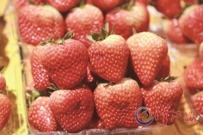 今年的草莓为什么这么贵