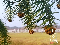 茶人●茶梦