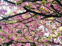 【随拍】繁花