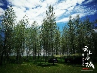 【谷城一角】汉江湿地“谷城蓝”