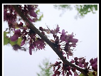 【谷城一角】暮春
