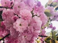 【随拍】繁花