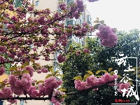 【随拍】繁花