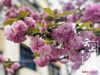 【随拍】繁花