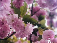 【随拍】繁花