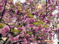 【随拍】繁花