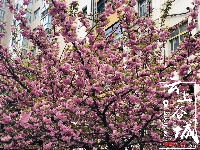 【随拍】繁花