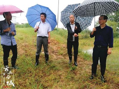谷城水利专家加密汉江重点堤段巡查