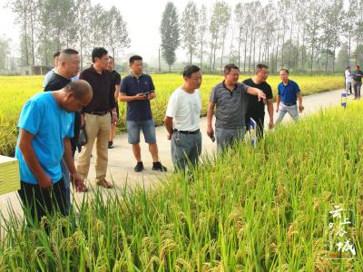 谷城水稻新品种亮相 供农民“看禾选种”