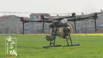 10余架“无人机”上线作业 谷城今年小麦丰收有望 