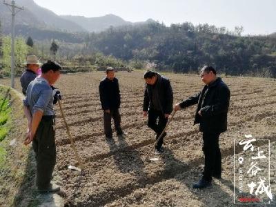 赵湾200亩中药材种植示范基地助力农户脱贫致富 