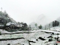 赵湾渔坪传奇美 飞雪迎春绿映红