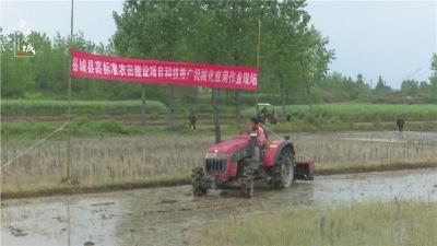 谷城再建两千亩高标准水稻示范田 可增效10万元