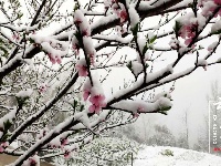 赵湾渔坪传奇美 飞雪迎春绿映红