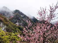 赵湾渔坪传奇美 飞雪迎春绿映红